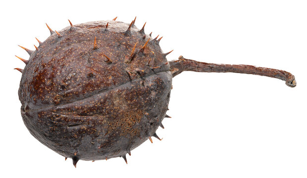 A close-up of a dry, brown horse chestnut pod with stiff spines and a remaining stem.