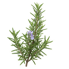 Fototapeta premium rosemary herb herb plant isolated on transparent or white background. PNG