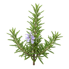 Obraz premium rosemary herb herb plant isolated on transparent or white background. PNG
