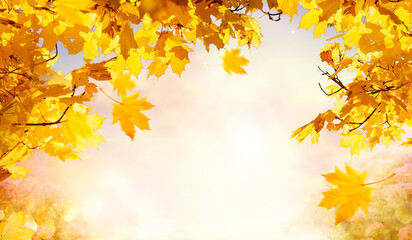 Autumn nature background with branches with fall golden yellow maple leaves and morning sky, orange autumnal foliage in park, copy space.