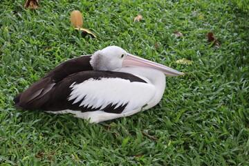 Pelican lying pelican sitting on grass with head tilted