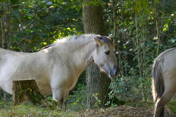 Konik pony in the wild, Equus ferus caballus, two Konik horses standing next to each other surrounded by green leaves and sunlight, grey-brown horses upright in the forest © Rebecca
