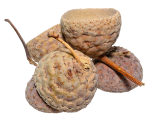 Fluffy cups of acorns with short stems on an isolated background