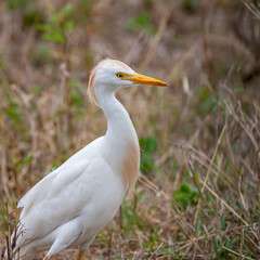 South Africa, Kruger National Park, Cattle Egret (Bubulcus ibis)