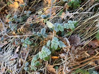 Frost on forest floor in winter