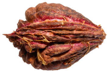 Peach or apricot pit with a rough texture on an isolated background