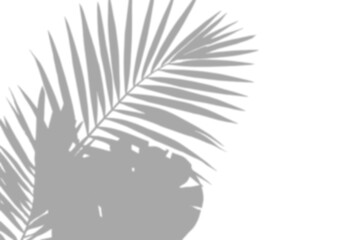 Realistic Tropical Leaf Shadow Silhouette | Transparent Background PNG for Summer Decoration and Aesthetic Art