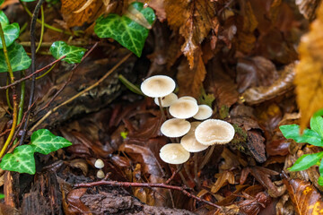 Gymnopus dryophilus mushroom in the autumn forest