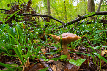 Parasola plicatilis mushroom in the autumn forest