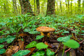 Brown mushroom in the autumn forest