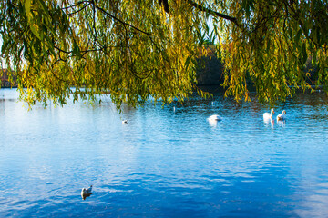 A landscape view of a lake with trees in autumn color with mirror reflection and water fowl at Wollaton Country and Deer Park in Nottingham, UK.