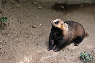 座って見上げるニホンアナグマ