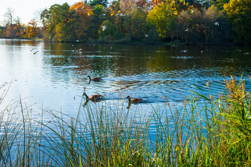 A landscape view of a lake with trees in autumn color with mirror reflection and water fowl at Wollaton Country and Deer Park in Nottingham, UK.