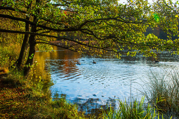 A landscape view of a lake with trees in autumn color with mirror reflection at Wollaton Country and Deer Park in Nottingham, UK.
