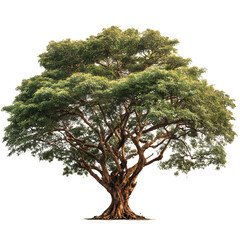 Majestic Bothi Tree on White Background - Isolated Pipal Tree for Designs