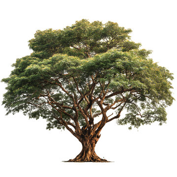 Majestic Bothi Tree on White Background - Isolated Pipal Tree for Designs