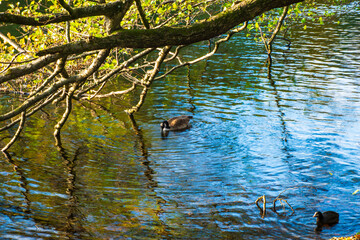 A landscape view of a lake with trees in autumn color with mirror reflection and water fowl at Wollaton Country and Deer Park in Nottingham, UK.