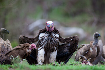 South Africa, Kruger National Park, Lappet-faced Vulture (Torgos tracheliotos)