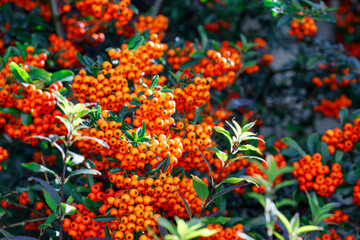 Pyracantha bush with orange berries