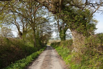 Obraz premium Herefordshire lane near Adforton, England