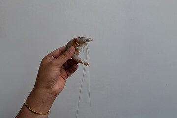 Hand holding shrimp