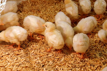 ウッドチップを敷いた床に集まる複数のひよこのクローズアップです。生まれたばかりの黄色い羽毛と小さな足が可愛らしいです。 © BRUCE