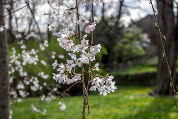 Blooming Cherry Tree in Spring