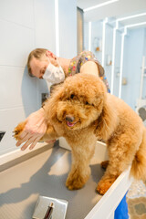 At a pet grooming salon, a middle-aged male groomer is brushing the fur of an adorable Poodle dog