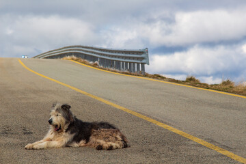 The Transalpina or DN67C is a 148 km national road located in the Parâng Mountains group, Southern...