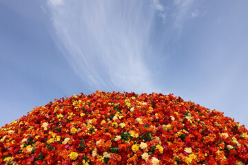 Autumn flowers of different colors on blue sky background. Landscape design, floral pattern