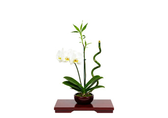 Isolated potted orchid and lucky bamboo plant, decorative houseplant with spiral shape, exotic flower