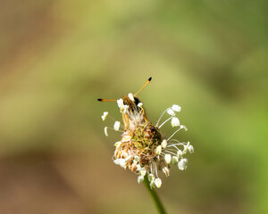 Essex Skipper Resting on a Flower Head