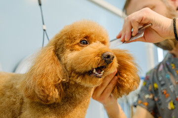 At a pet grooming salon, a middle-aged male groomer is brushing the fur of an adorable Poodle dog