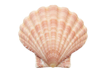 Isolated colorful scallop shell showing ridges, with a pink and beige natural design
