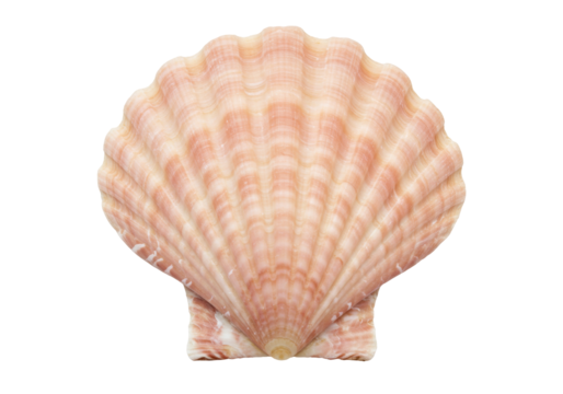 Isolated colorful scallop shell showing ridges, with a pink and beige natural design - Powered by Adobe