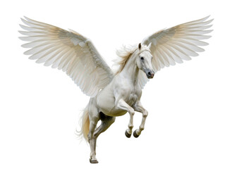 Isolated Pegasus with wings flying, rearing up, beautiful winged horse, fairy tale creature