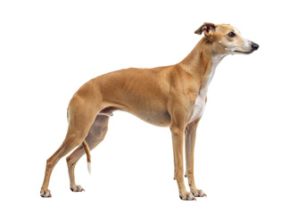 Isolated whippet stands alert, with its slender build, smooth coat, and elegant demeanor