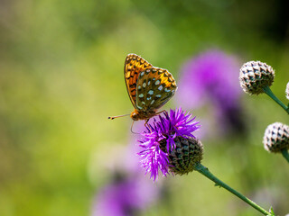 Dark Green Fritillary Feeding on a Thistle