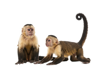Isolated capuchin monkeys, one sitting, one moving with a curled tail on no background © Isolde