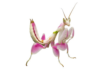 Isolated Orchid Mantis insect with bright pink and white colors, on a seamless background © Isolde
