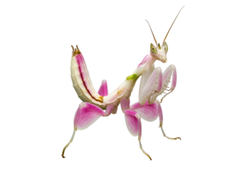 Isolated Orchid Mantis insect with bright pink and white colors, on a seamless background