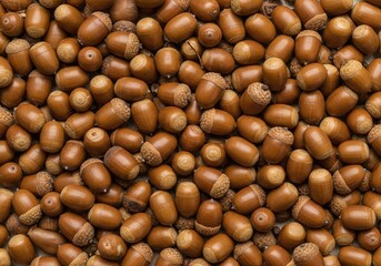 Top view background texture of many ripe brown acorns from an oak tree creating an autumn pattern