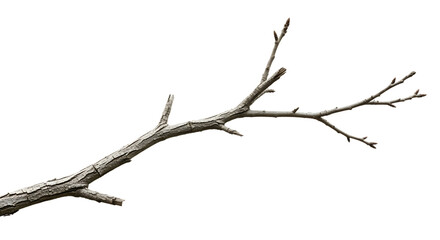 Dry tree branch isolated on transparent background