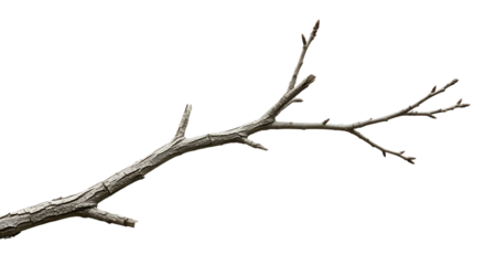 Dry tree branch isolated on transparent background