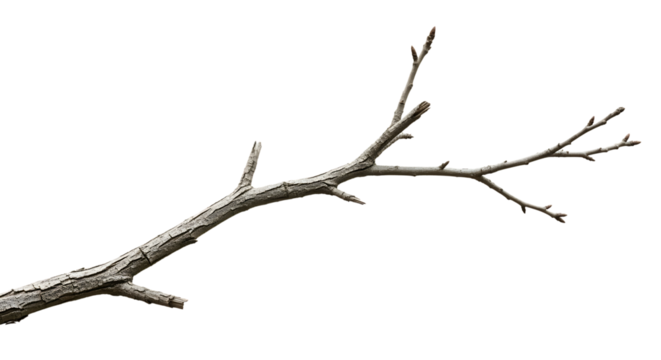 Dry tree branch isolated on transparent background