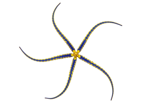 Isolated brittle star with five arms, a marine invertebrate with blue and yellow colors