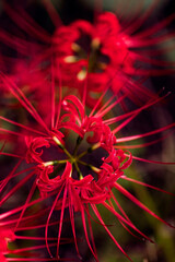 Sanskrit for "heavenly flower"