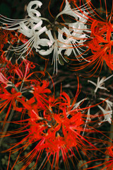 Sanskrit for "heavenly flower"