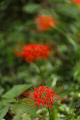 Sanskrit for "heavenly flower"
