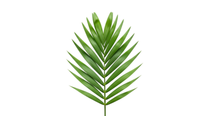 Folhas verdes, samambaia e folhagem de cannabis isoladas em fundo branco para botânica e natureza